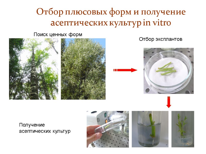 Отбор плюсовых форм и получение асептических культур in vitro Поиск ценных форм Получение асептических